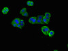 DNAH12 Antibody PACO50674