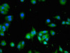 SLC13A5 Antibody PACO50718