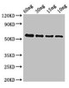 gelE Antibody PACO50726