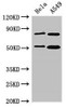 SNX27 Antibody PACO50854