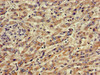 ABCA5 Antibody PACO50862