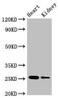 CSH2 Antibody PACO51450