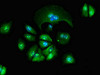 GZMM Antibody PACO51602