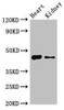 MNDA Antibody PACO51714