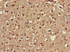NOS1AP Antibody PACO51750