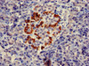 PTF1A Antibody PACO51902
