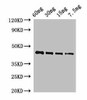 OSM34 Antibody PACO52198