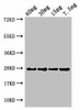 petE Antibody PACO52218