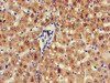 ZFAND6 Antibody PACO52446
