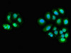 ZFAND6 Antibody PACO52446