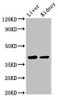 VASH2 Antibody PACO52494