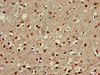 FOXRED2 Antibody PACO52534