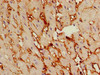 TSR2 Antibody PACO52566