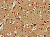 CEP19 Antibody PACO52682