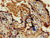 OLFML3 Antibody PACO52850