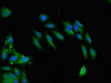 SNCAIP Antibody PACO52918