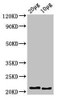 hist2h2l Antibody PACO53114