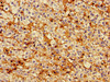 PTTG1IP Antibody PACO53262