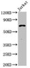 Pcsk2 Antibody PACO53710