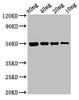 cysP Antibody PACO53786