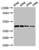 Pectate lyase 1 Antibody PACO53914