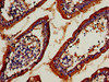 TRBV7-9 Antibody PACO54098