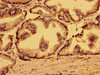 MARS2 Antibody PACO54150