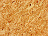 MARS2 Antibody PACO54150