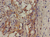 SRMS Antibody PACO54182