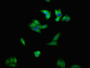 ENPP1 Antibody PACO54282