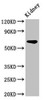 IPP Antibody PACO54310