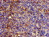 HLA-C Antibody PACO54462