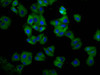 HLA-C Antibody PACO54462