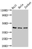 PAG 1 Antibody PACO54498