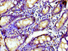 TUBGCP4 Antibody PACO55282