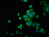 LTK Antibody PACO55602