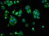 SCARA5 Antibody PACO55766