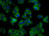 SLC11A1 Antibody PACO55778