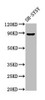 NPAS4 Antibody PACO56014