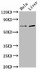 SSX2IP Antibody PACO56270