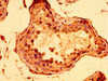 STAG3 Antibody PACO56366