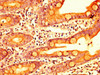 ERI1 Antibody PACO56386