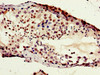 HIST1H1B Ab-154 Antibody PACO56602