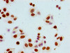 Phospho-HIST1H1B S17 Antibody PACO56605