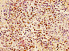 HIST1H1B Ab-17 Antibody PACO56607