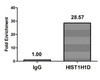 Phospho-HIST1H1D T179 Antibody PACO56708