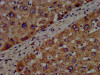 CYP8B1 Antibody PACO56776