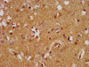 MAP1A Antibody PACO56884