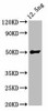 FTL3 Antibody PACO57028