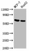 GNAS Antibody PACO57068